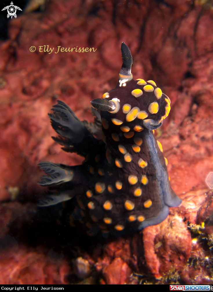 A Nudibranch