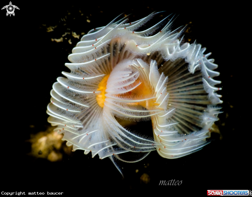 A protula