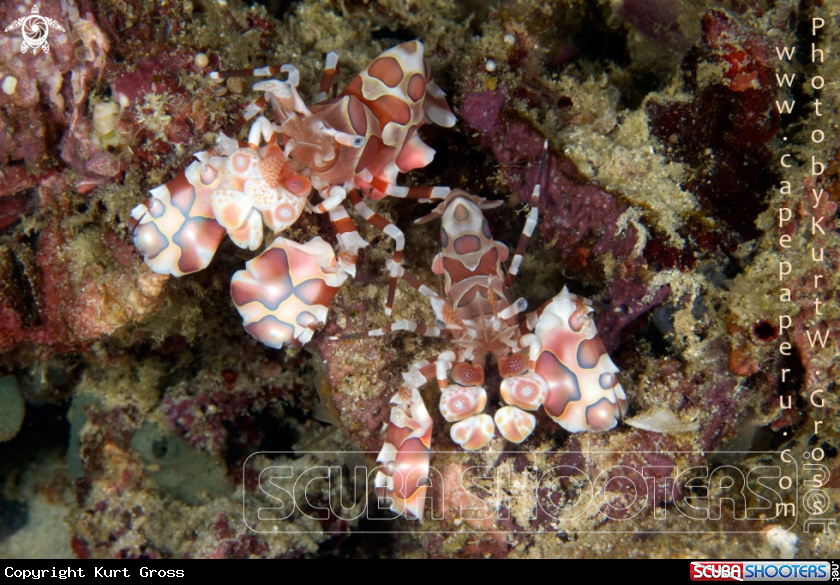 A Harlekin shrimp