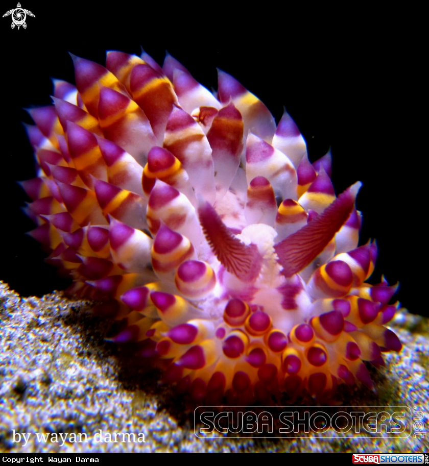 A Janolus savinkini 