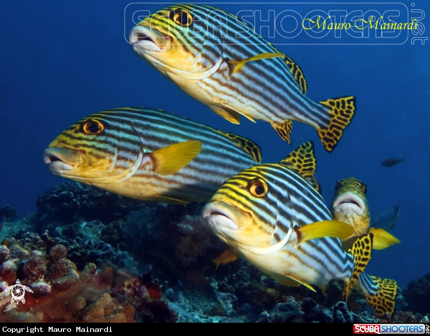A underwater creature