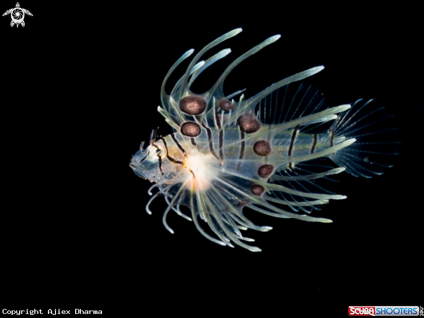 A lion fish 
