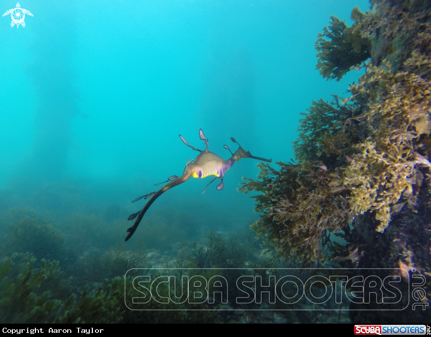 A Weedy sea dragon 