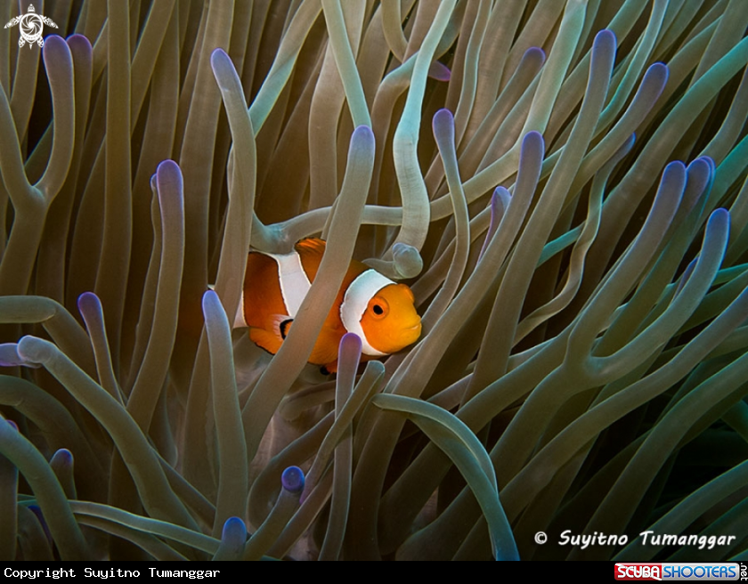 A Anemonefish