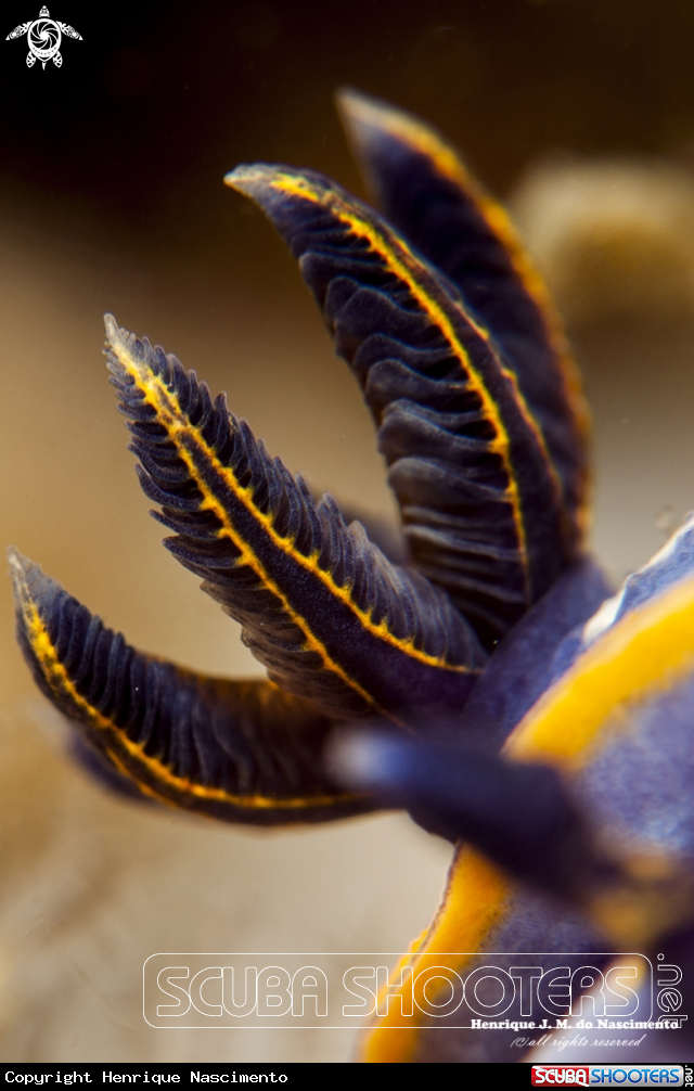 A Nudibranch