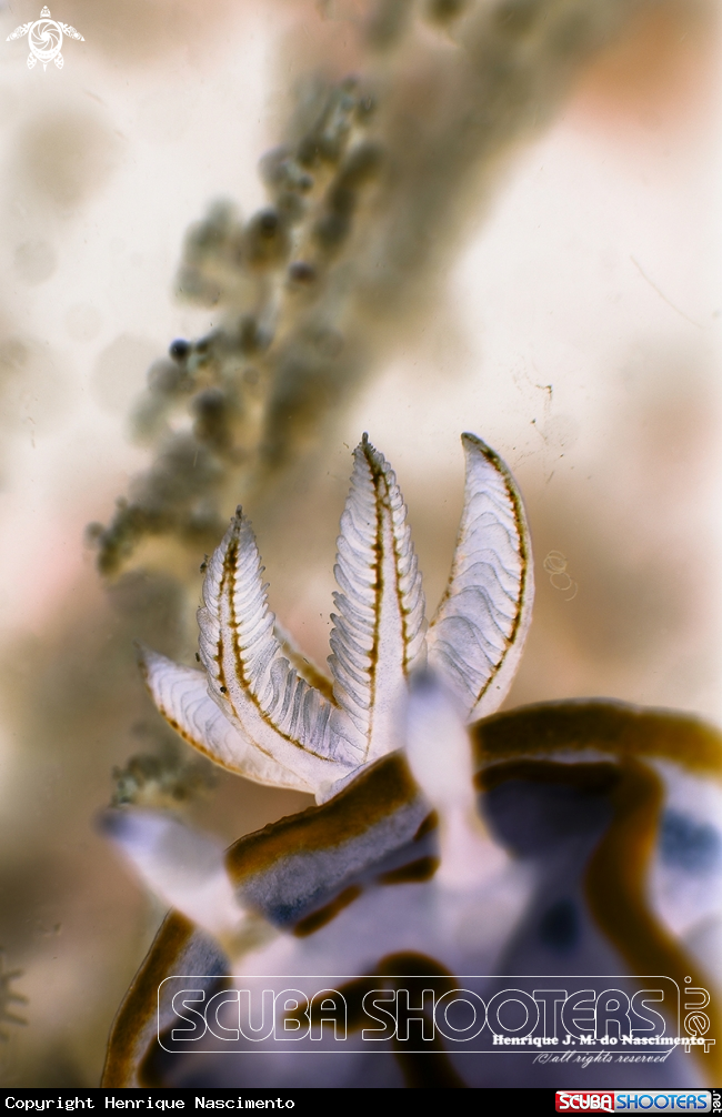 A Nudibranch