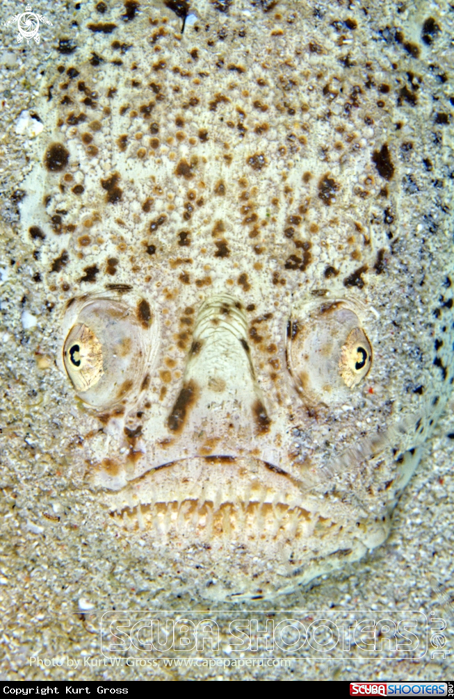 A Marbeled Stargazer