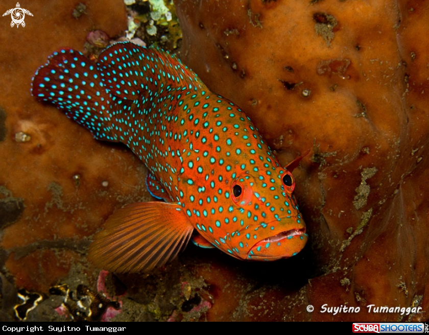 A Grouper
