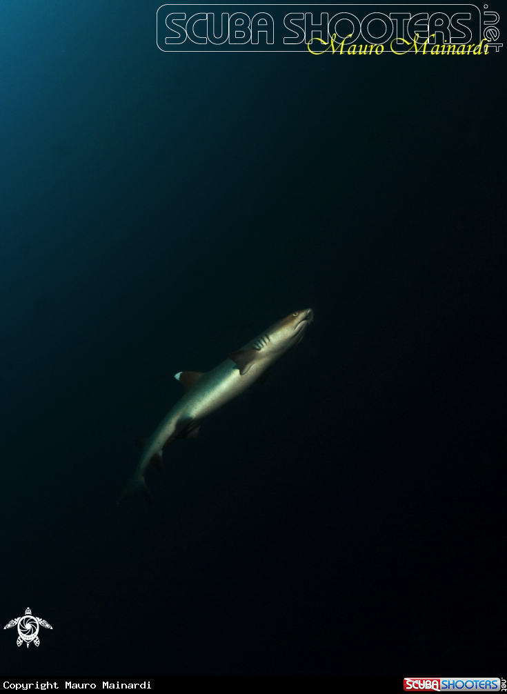 A underwater creature