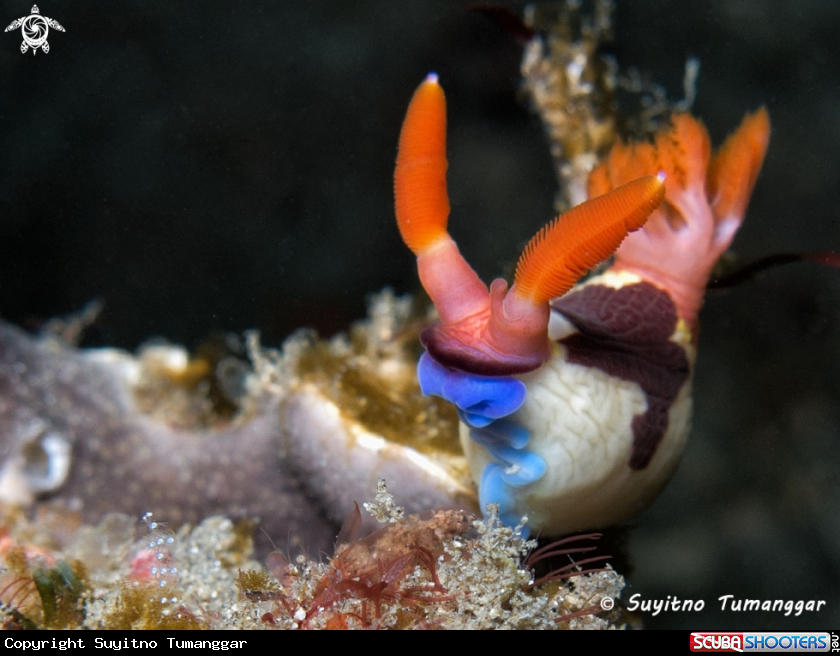 A Nudibranch