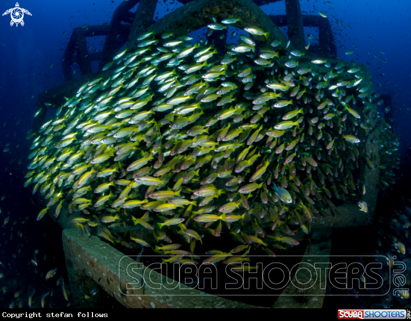 A Big Eye Snapper