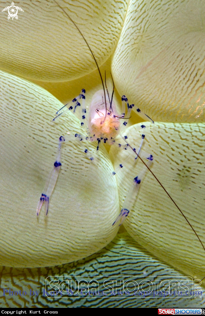 A Bubble shrimp 