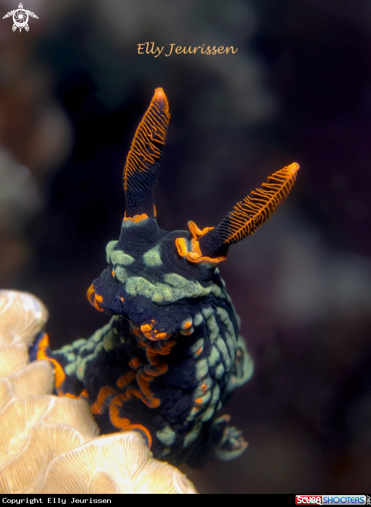 A Nudibranch