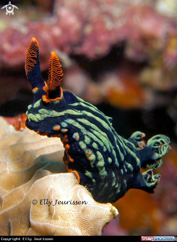A Nudibranch