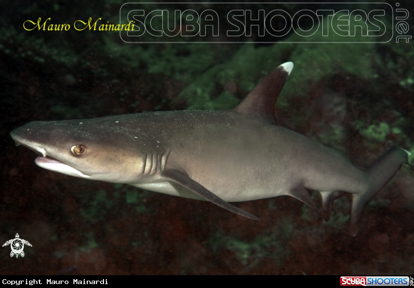 A underwater creature