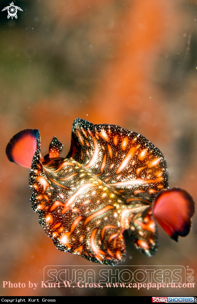 A Flatworm