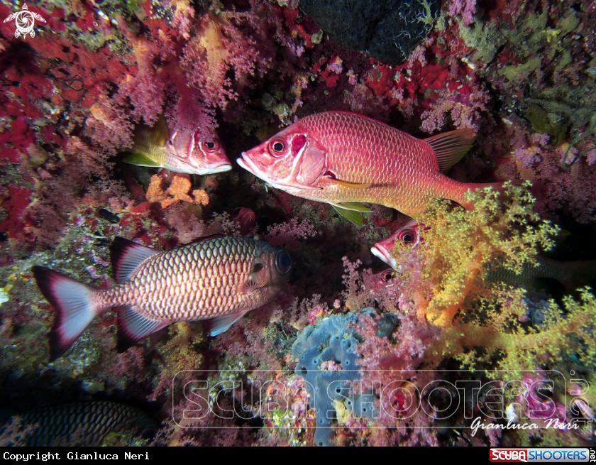 A Sabre squirrelfish