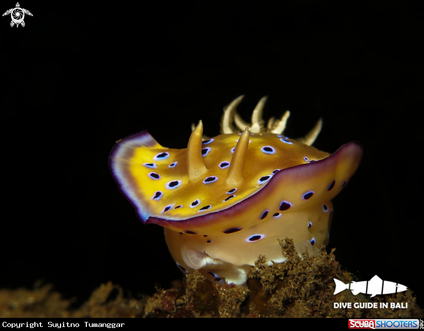 A Nudibranch