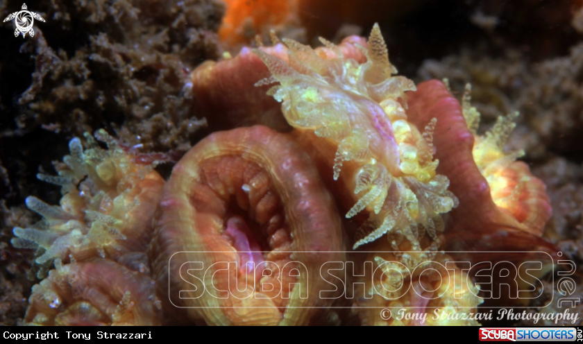 A Stony coral