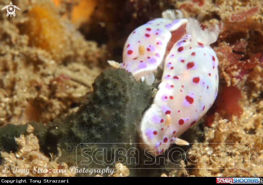 A Chromodoris thompsoni