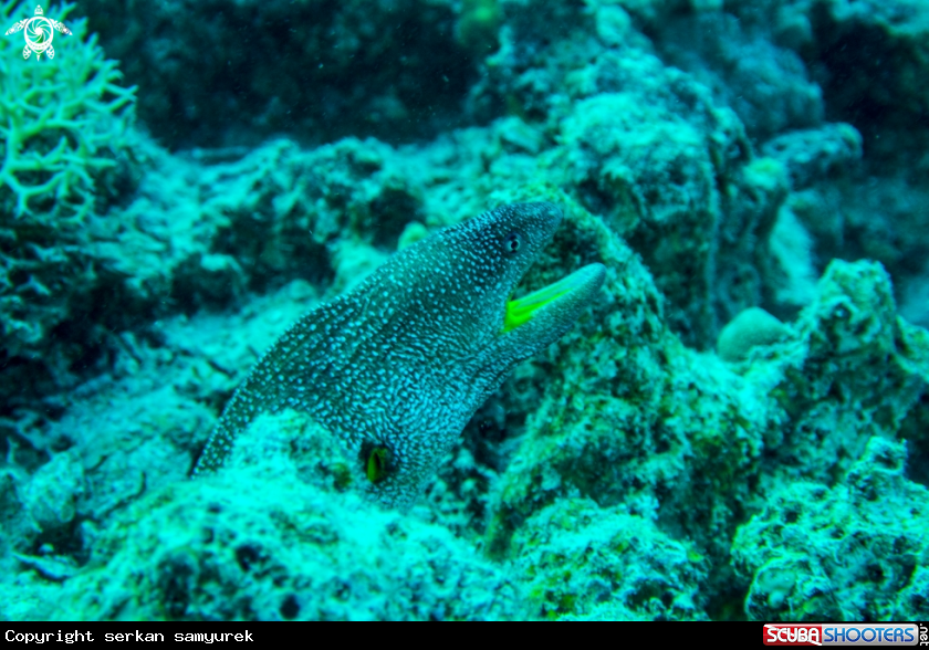 A Eel Moray
