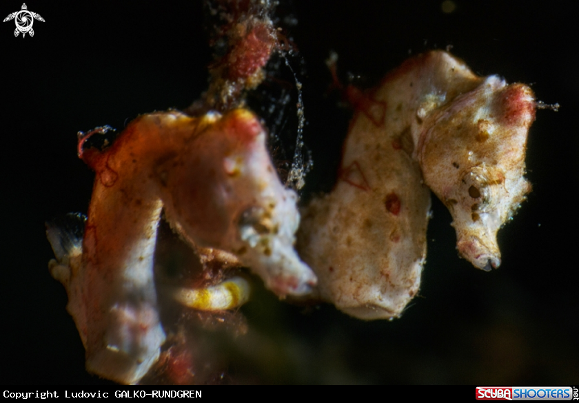 A Pontohi pygmy seahorse