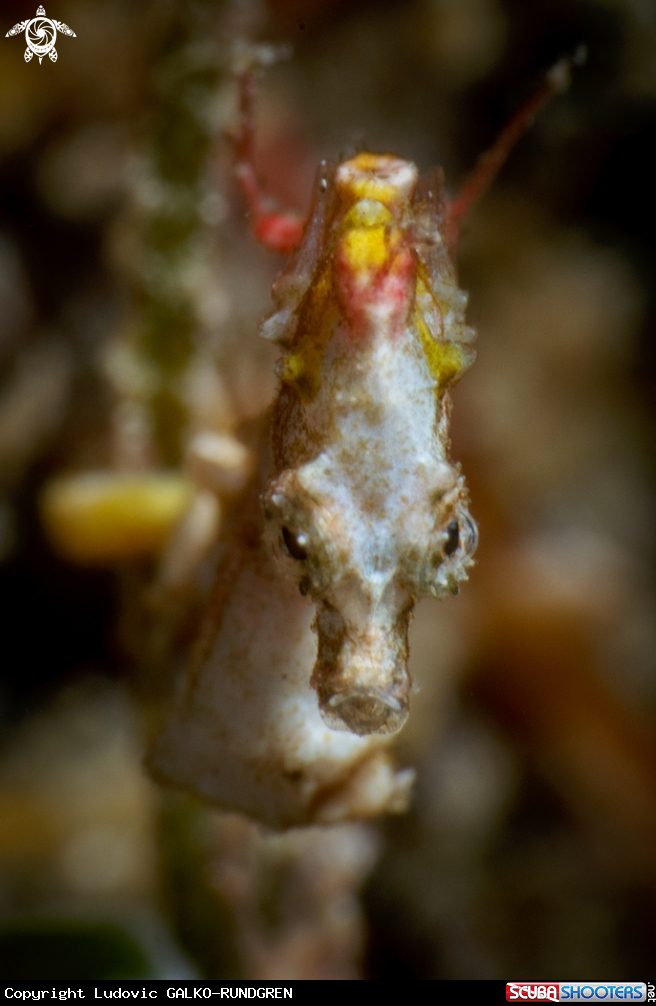 A Pontohi pygmy seahorse