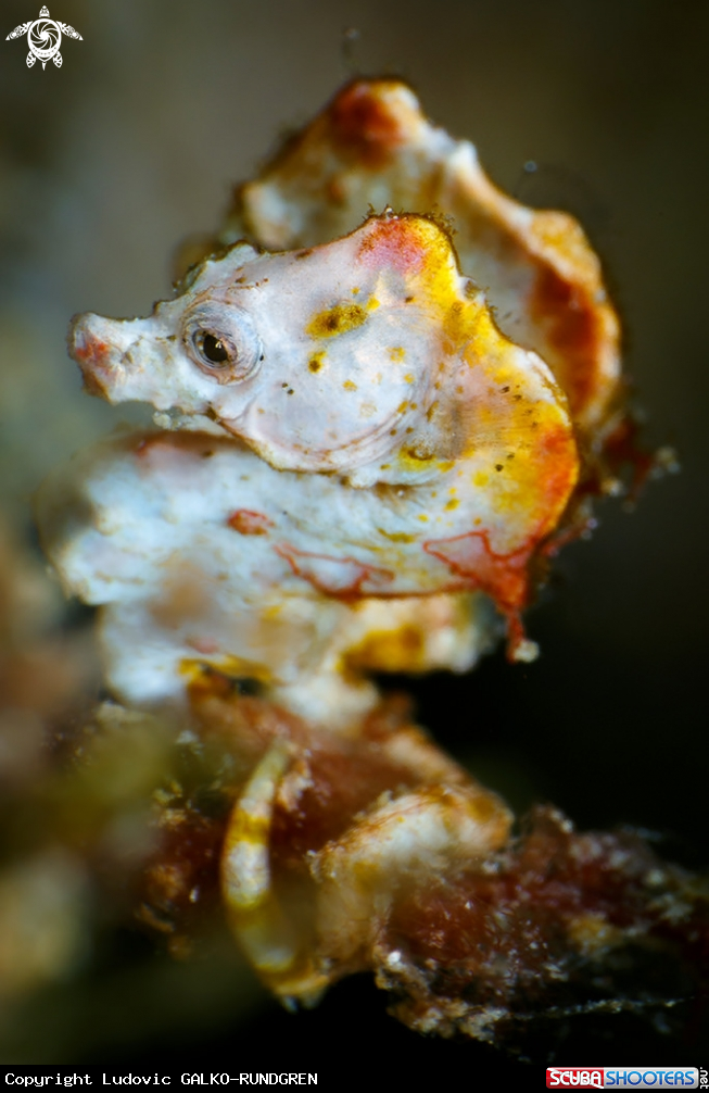 A Pontohi pygmy seahorse