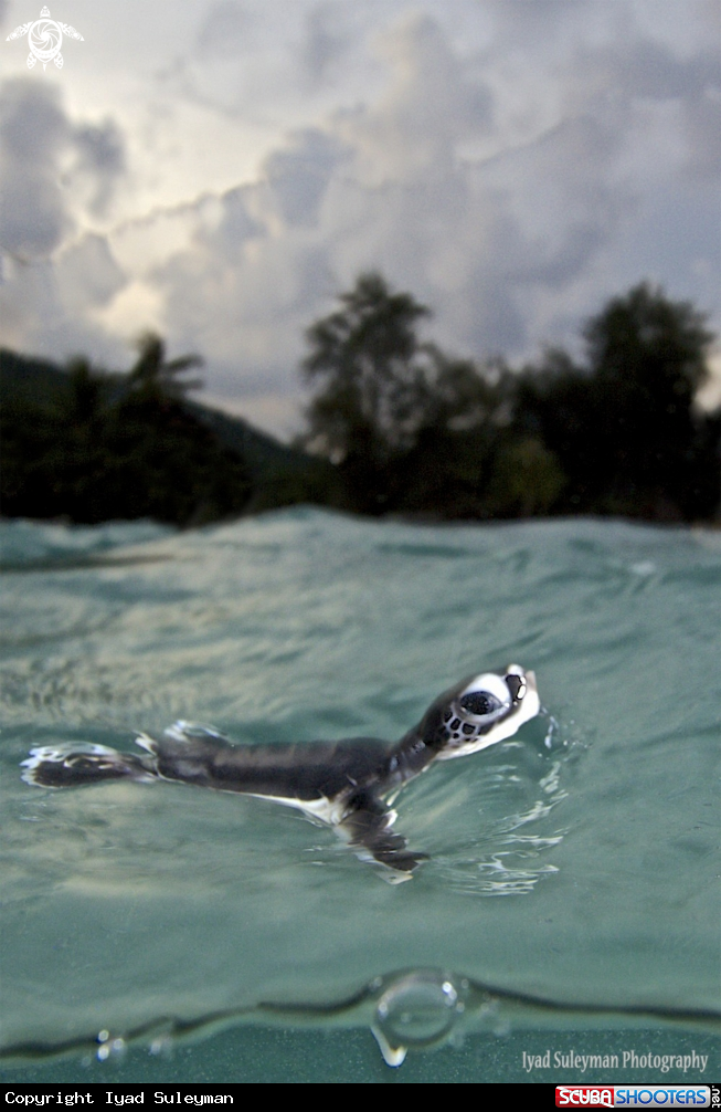 A Green Turtle