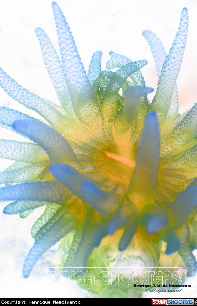 A coral