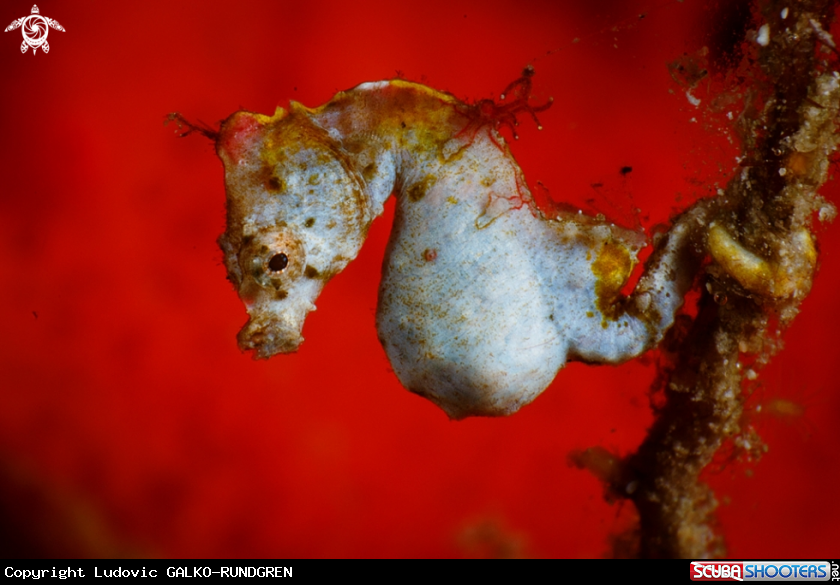 A Pontohi pygmy seahorse