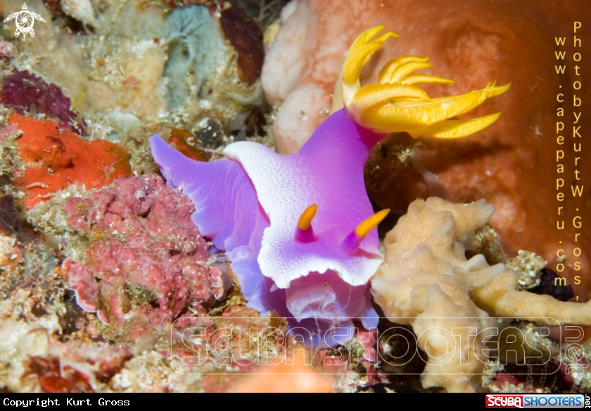A Nudi