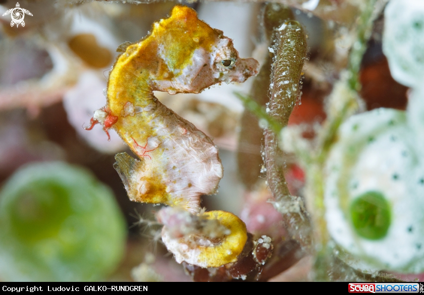 A Pontohi pygmy seahorse