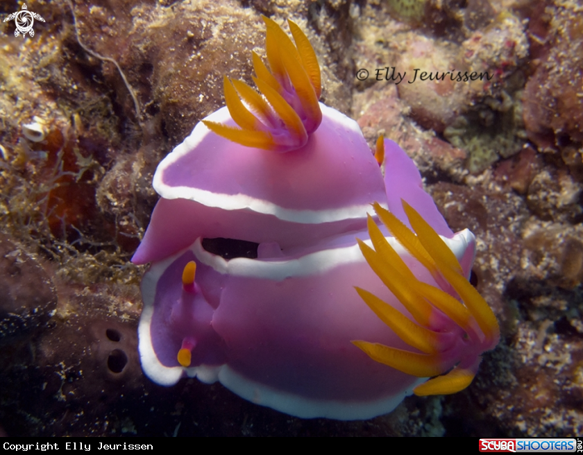 A Mating nudibranch