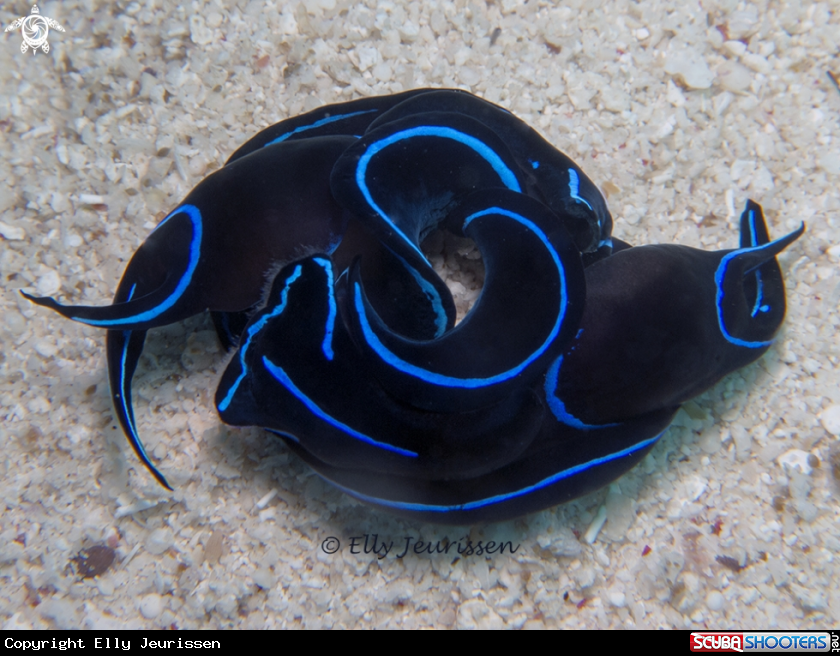 A Mating sea slugs