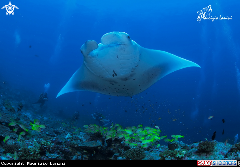 A Reef manta ray 