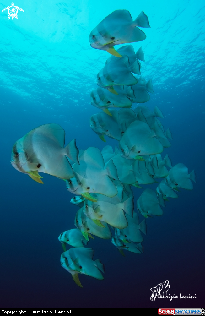 A Batfish 