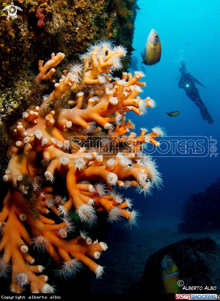 A coral naranja