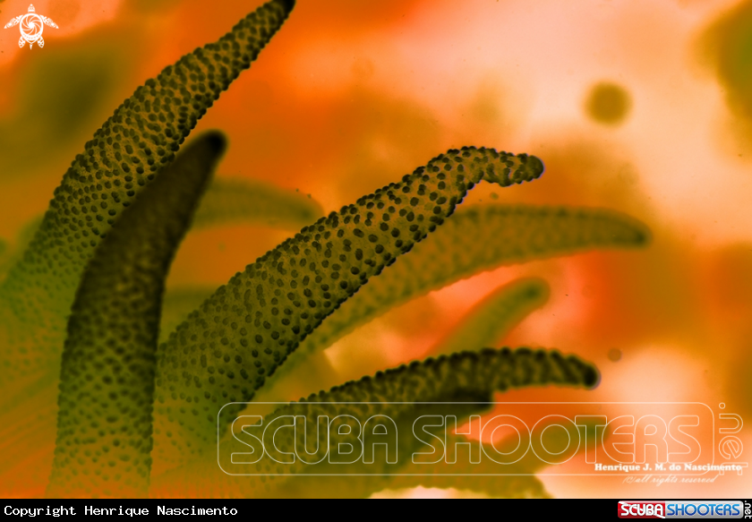 A Coral