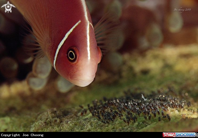 A Clown fish with eggs