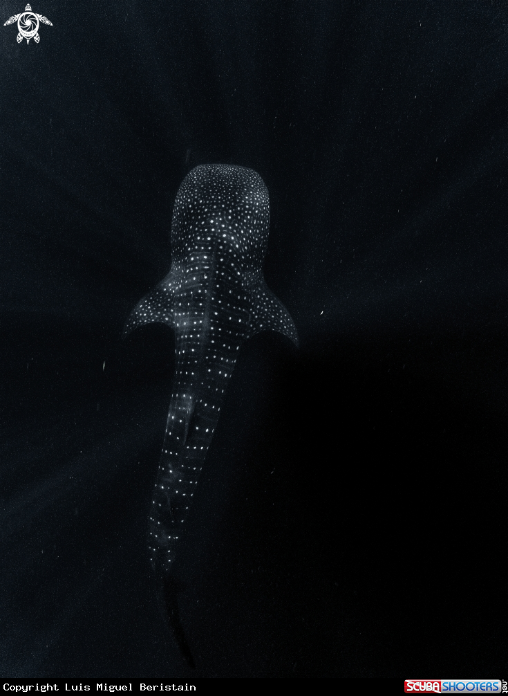 A rhincodon typus