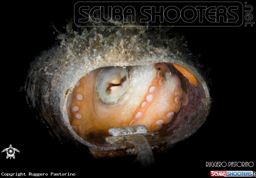 A Octopus vulgaris