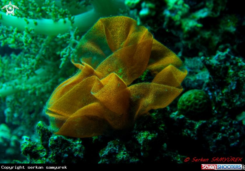 A Nudibranch Eggs