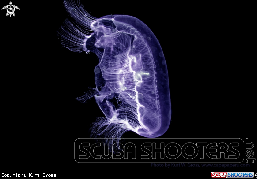 A Jelly Fish