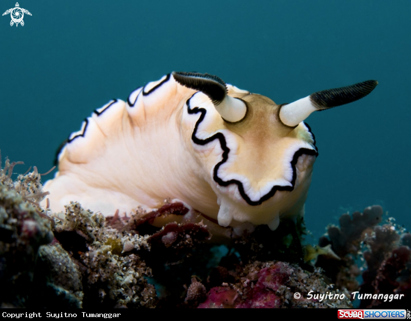 A Nudibranch