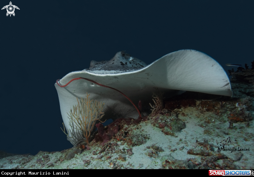 A Round ribbontail ray 
