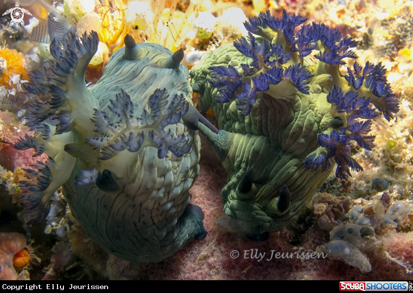 A Mating nudibranch
