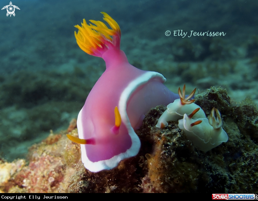 A Nudibranch