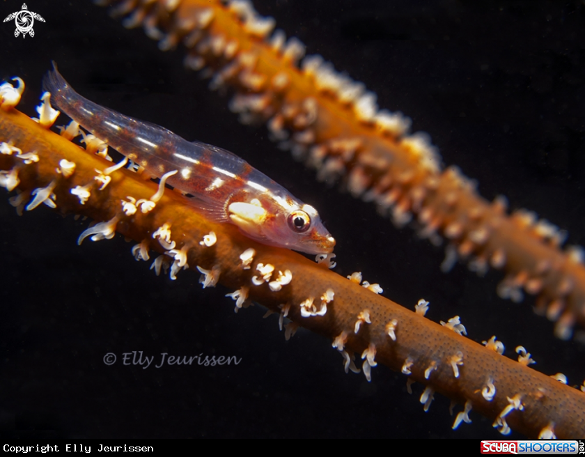 A Whip coral goby