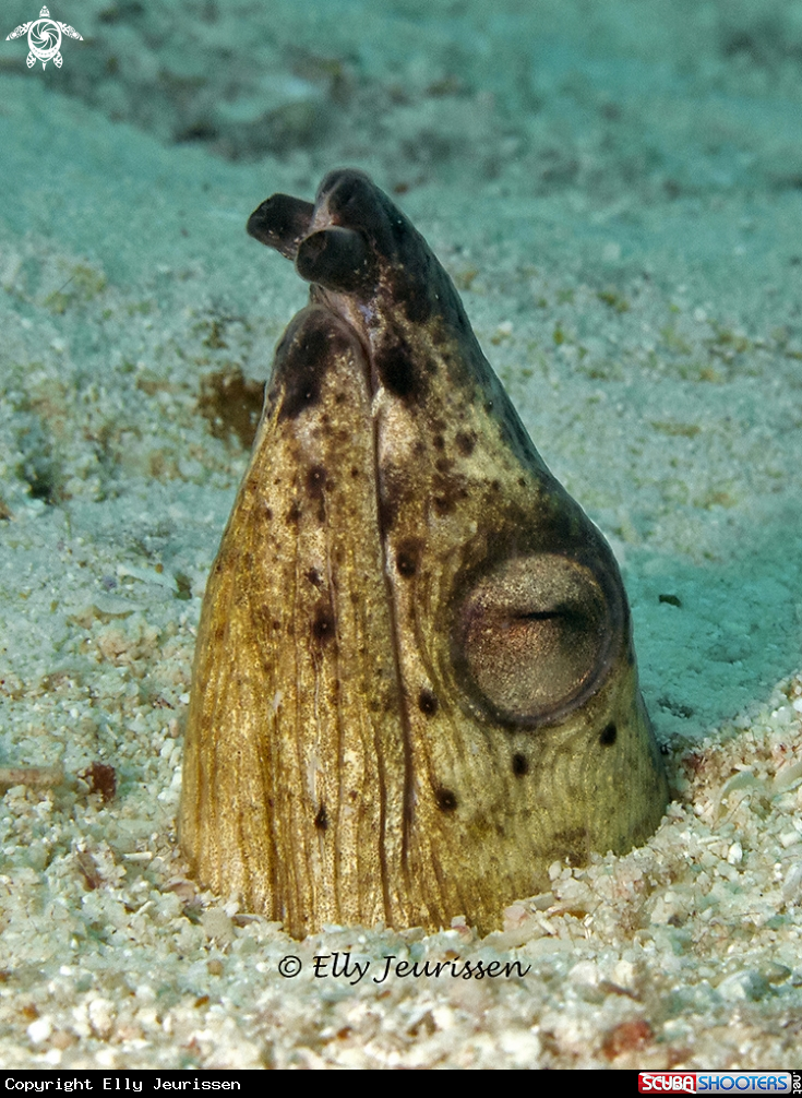 A Sand eel